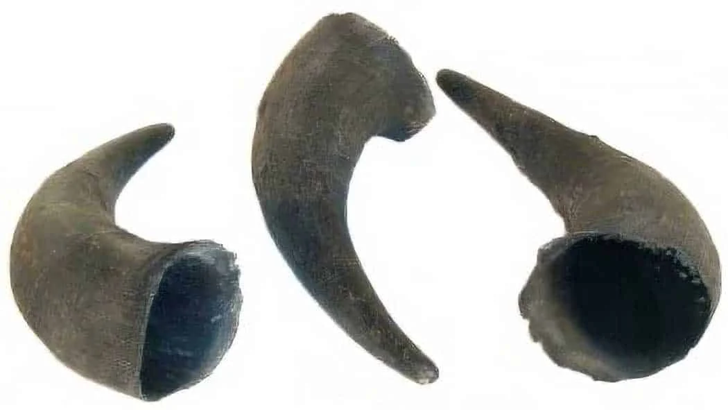 Blank Horn – Buffalo – Variable Length – Up to 15in