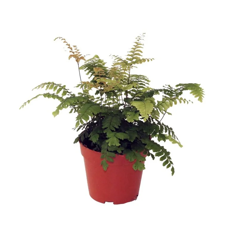 Adiantum Bronze VenusP12