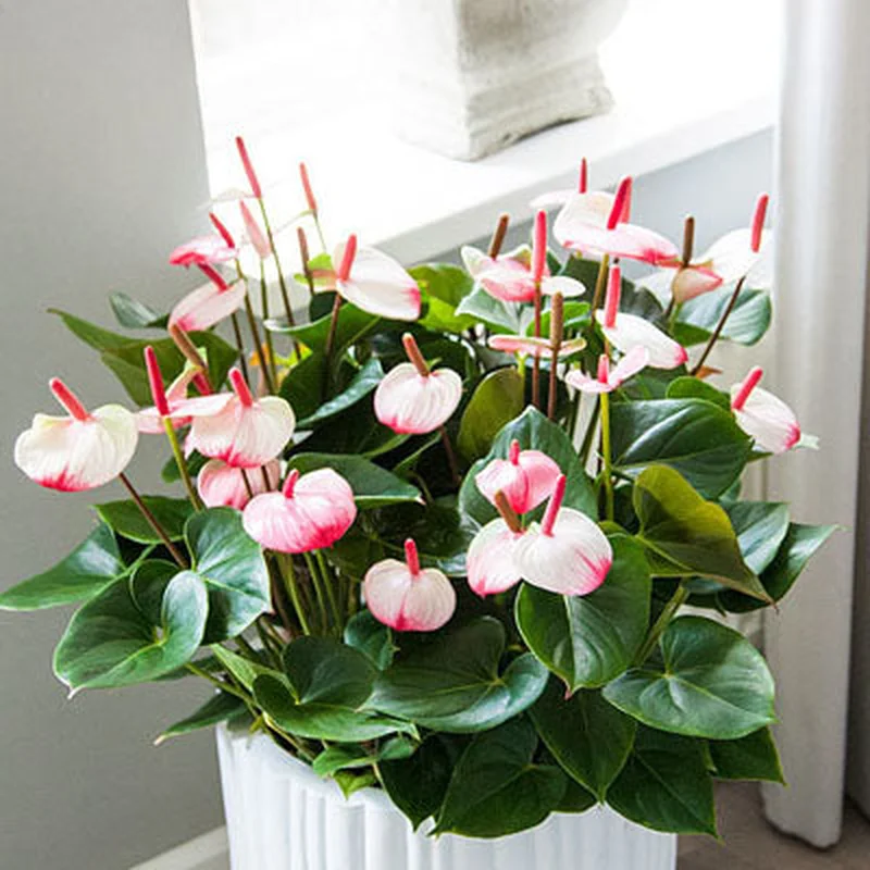 Anthurium a. Princess Amalia EleganceP17