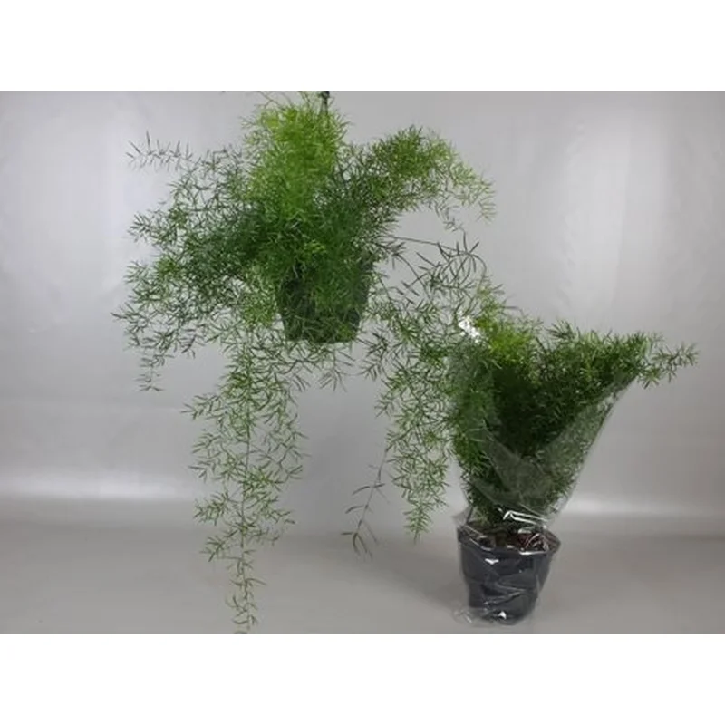 Asparagus dens. SprengeriP19, hanging pot