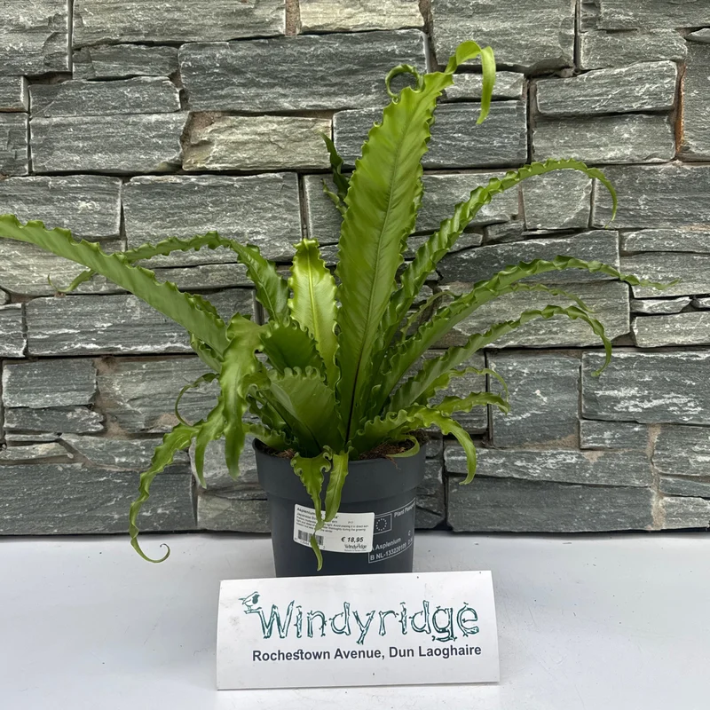Asplenium ant. OsakaP17