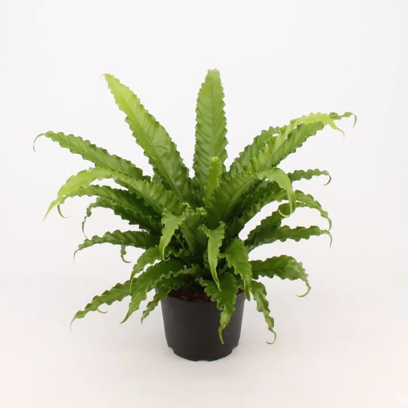 Asplenium ant. OsakaP23
