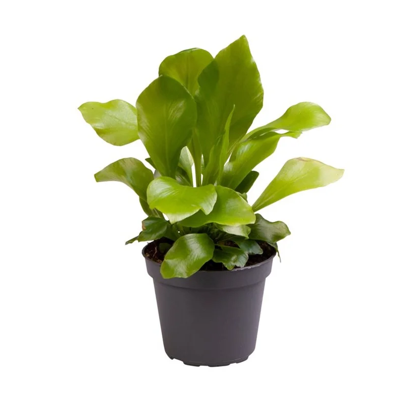 Asplenium nidus6 cm pot