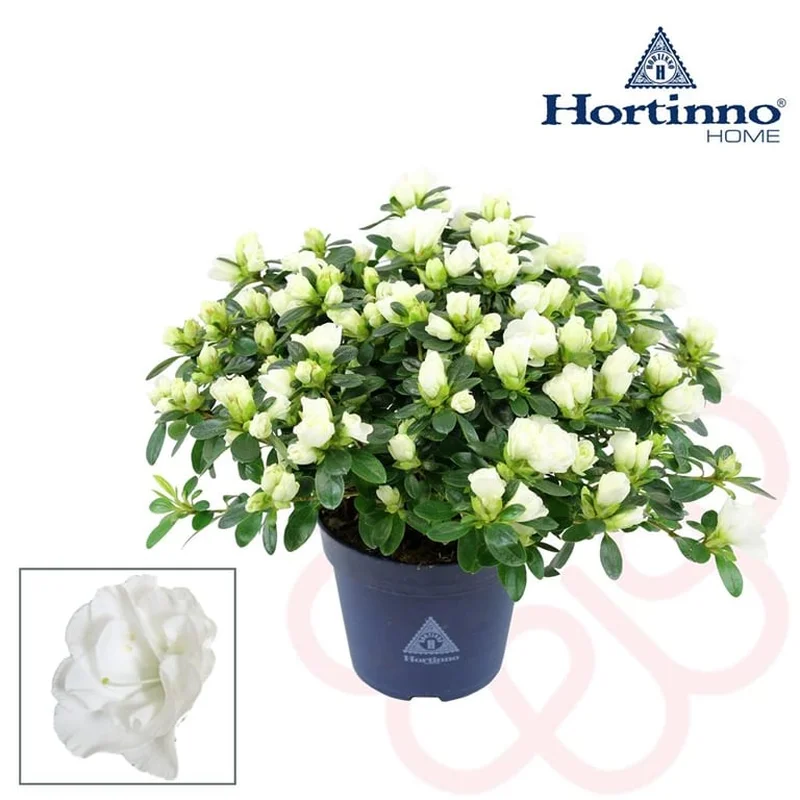 Azalea Hortinno Azajoy whiteP13