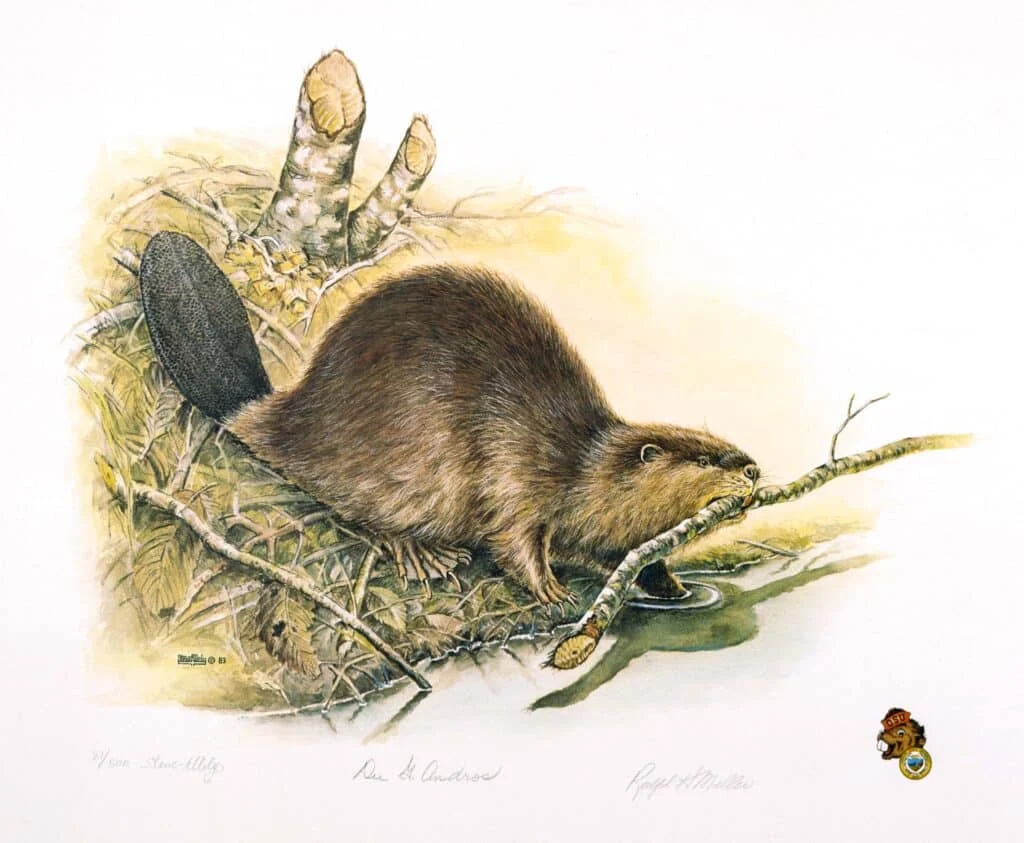 Beaver at the Pond – 20in x 24in