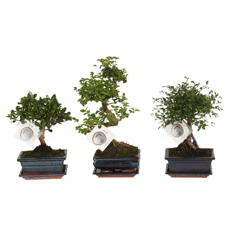 Bonsai mix20cm Pot