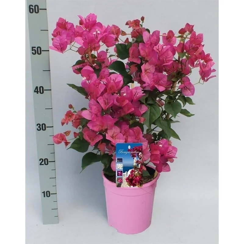 Bougainvillea pinkP17trellis