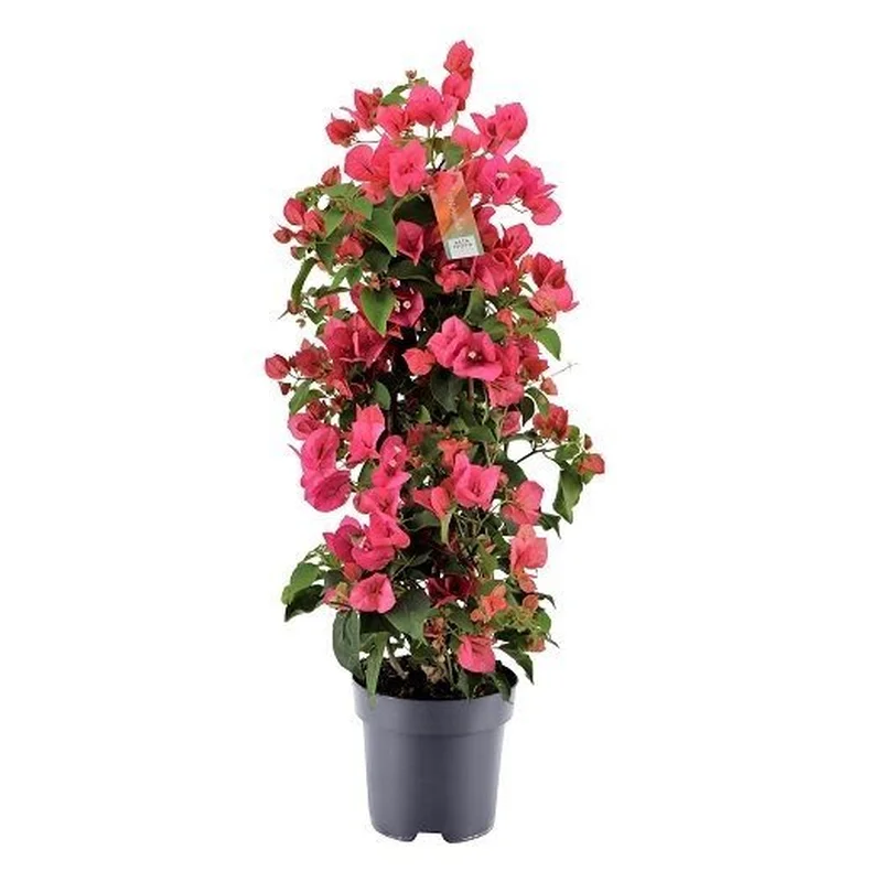 Bougainvillea redP17- 3 cane pyr