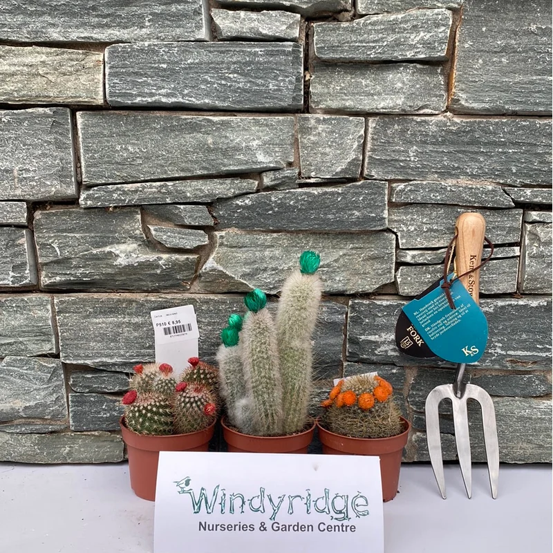 Cactus with small and large paper flowers