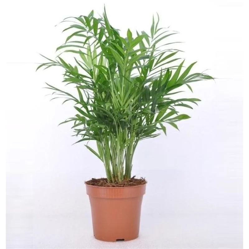Chamaedorea elegansP17