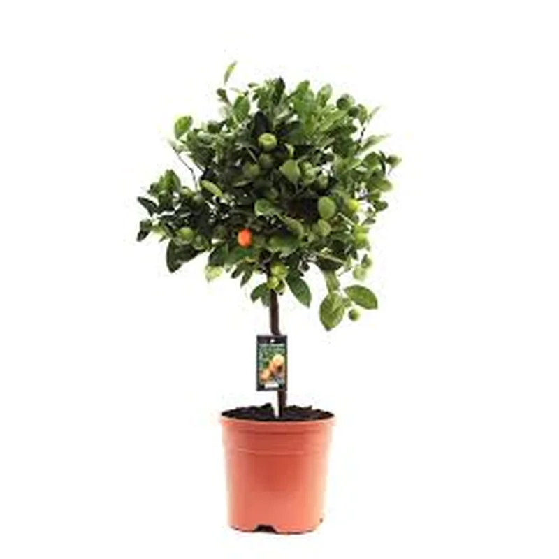 Citrofortunella microcarpa Citrus Calamondin on stem