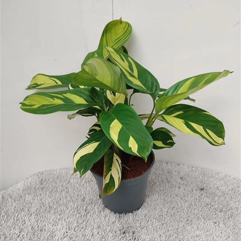 Ctenanthe Golden MosaicP17
