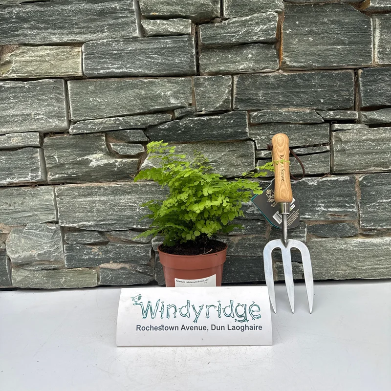 Delta Maidenhair Fern Adiantum Raddianum Fritz Luthi (12cm Pot)