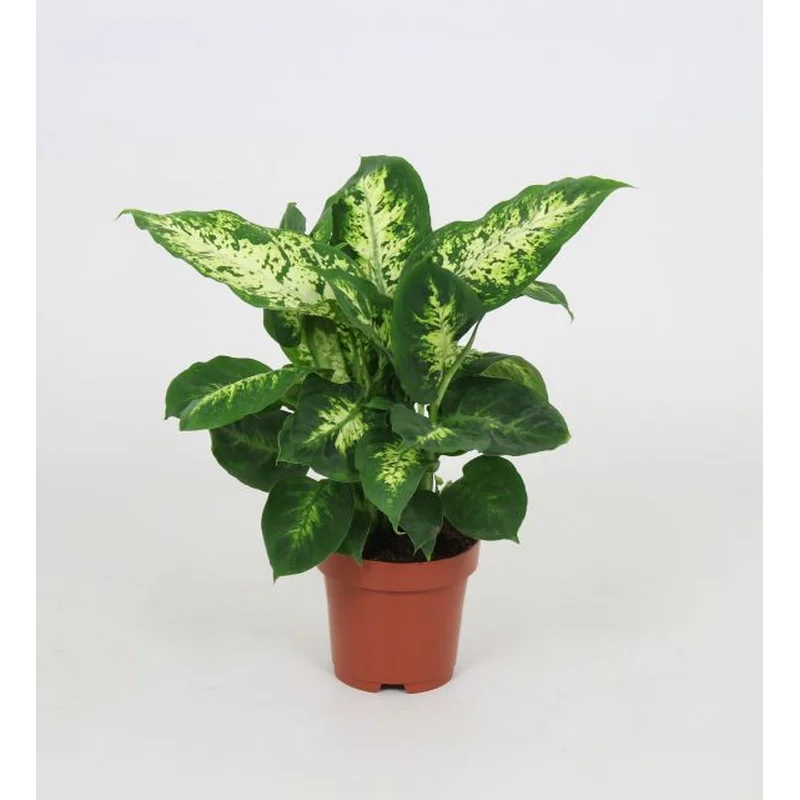 Dieffenbachia CompactaP12