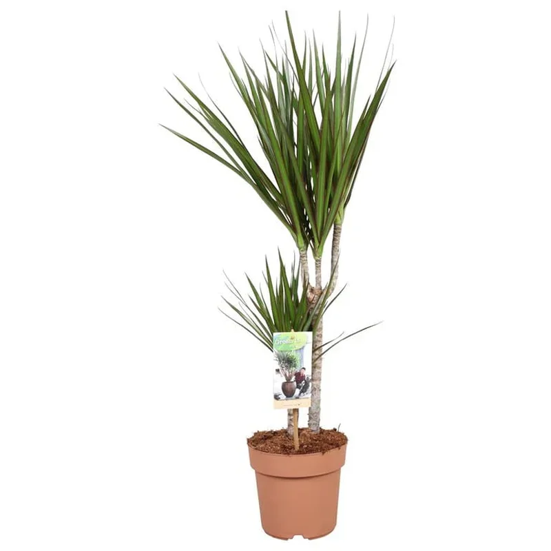 Dracaena marg. MagentaP1730+15 stem