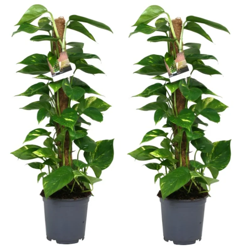 Epipremnum pinnatumP19 + mosspole