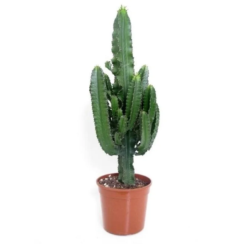 Euphorbia eritrea