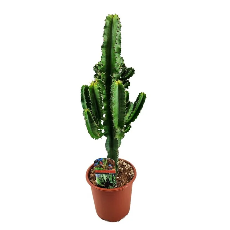 Euphorbia ingensP17