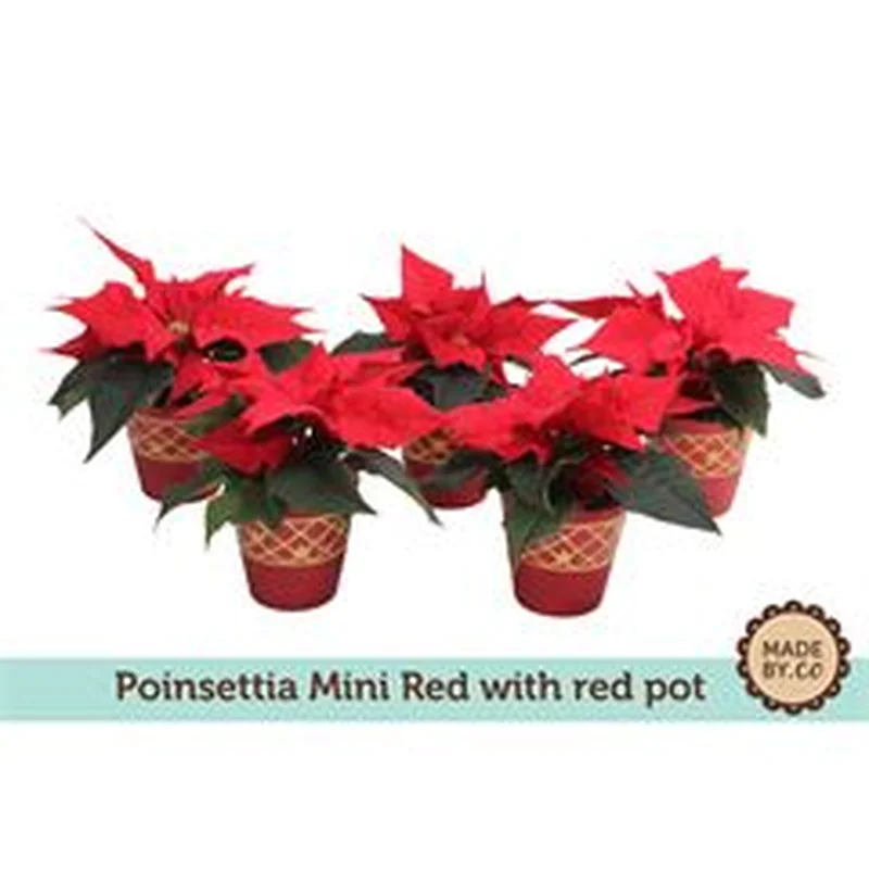 Euphorbia pulc.Christ Feelmini red in red pot