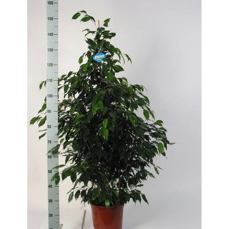 Ficus benjamina DanielleP27140 CM