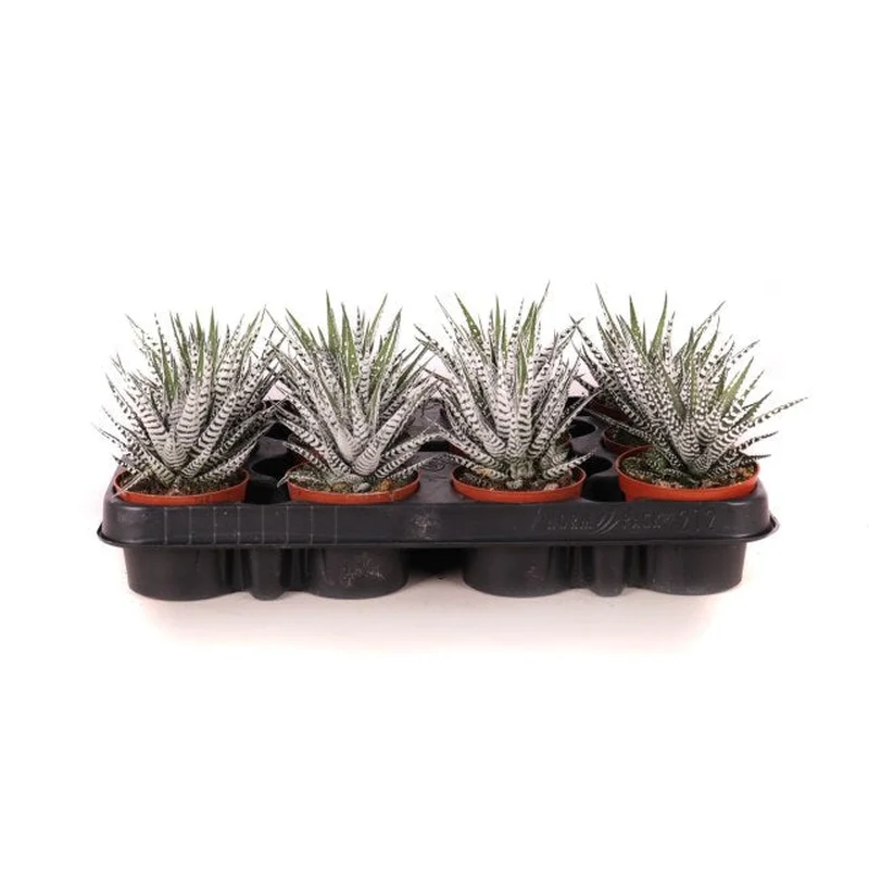 Haworthia fasciata AlbaP8.5