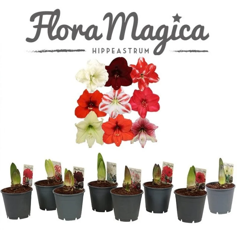 Hippeastrum exclusive mix / P13 / 2 buds