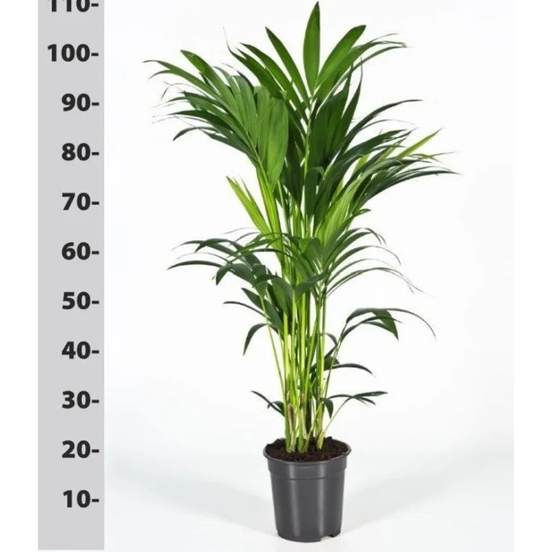 Howea forsteriana (ASP) 100 CM