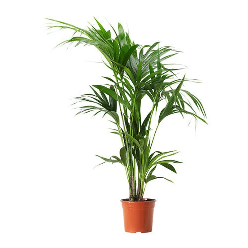 Howea forsterianaP24130 CM