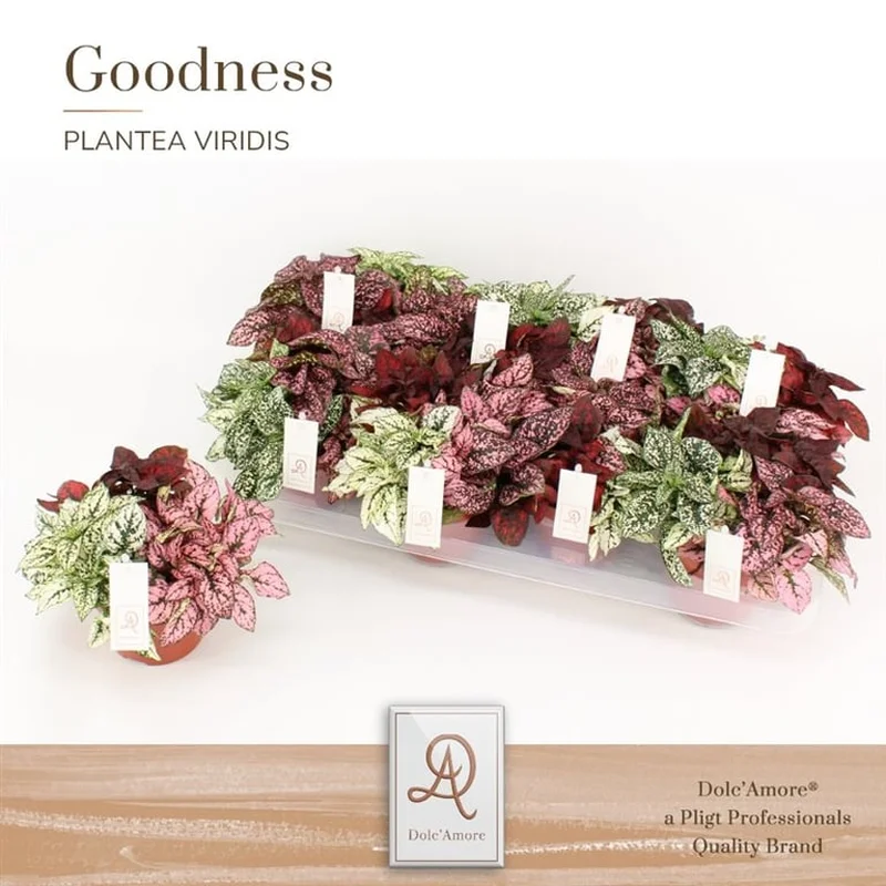 Hypoestes phyllostachya mixP12