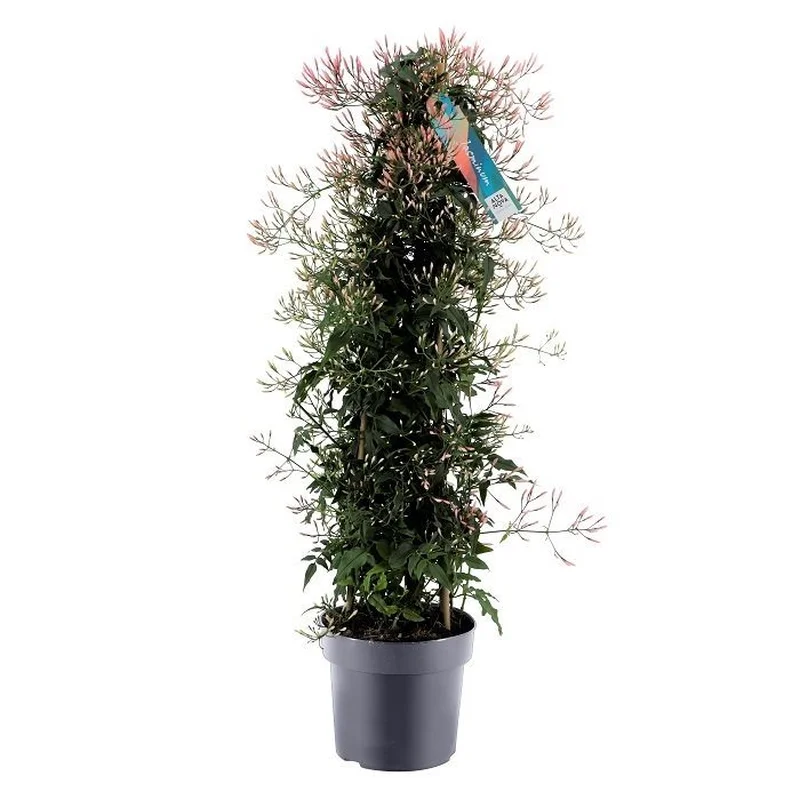 Jasminum polyanthumP17 – 3 stok pyr(500)