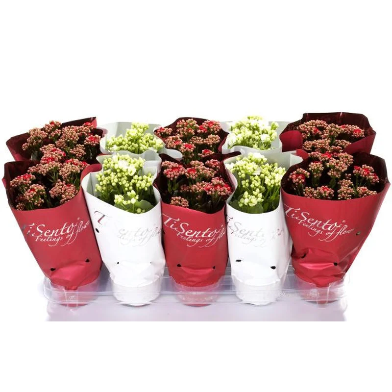 Kalanchoe Calandiva red & whiteP12