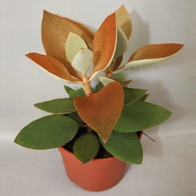 Kalanchoe orgyalisP12