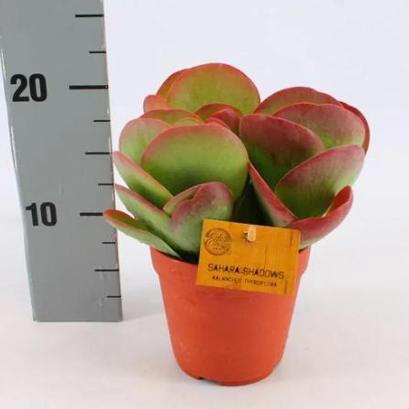 Kalanchoe thyrsifloraP12