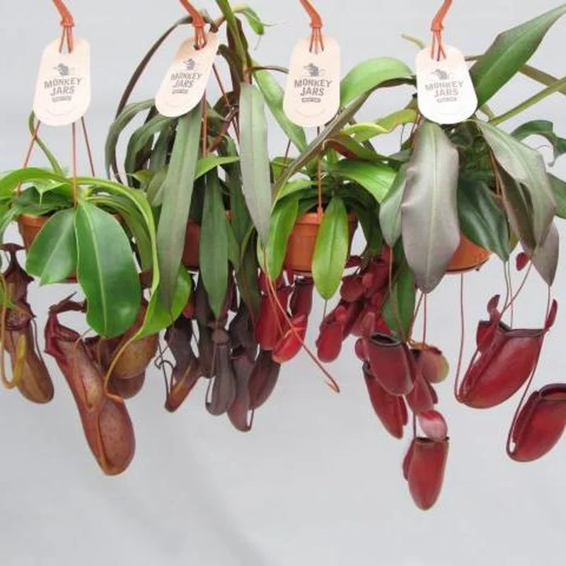 Nepenthes mixP14 – hanging pot