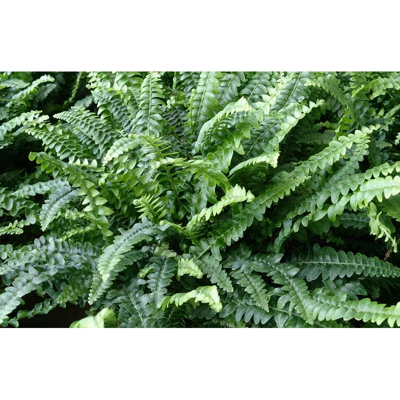 Nephrolepis exal. BostonP17