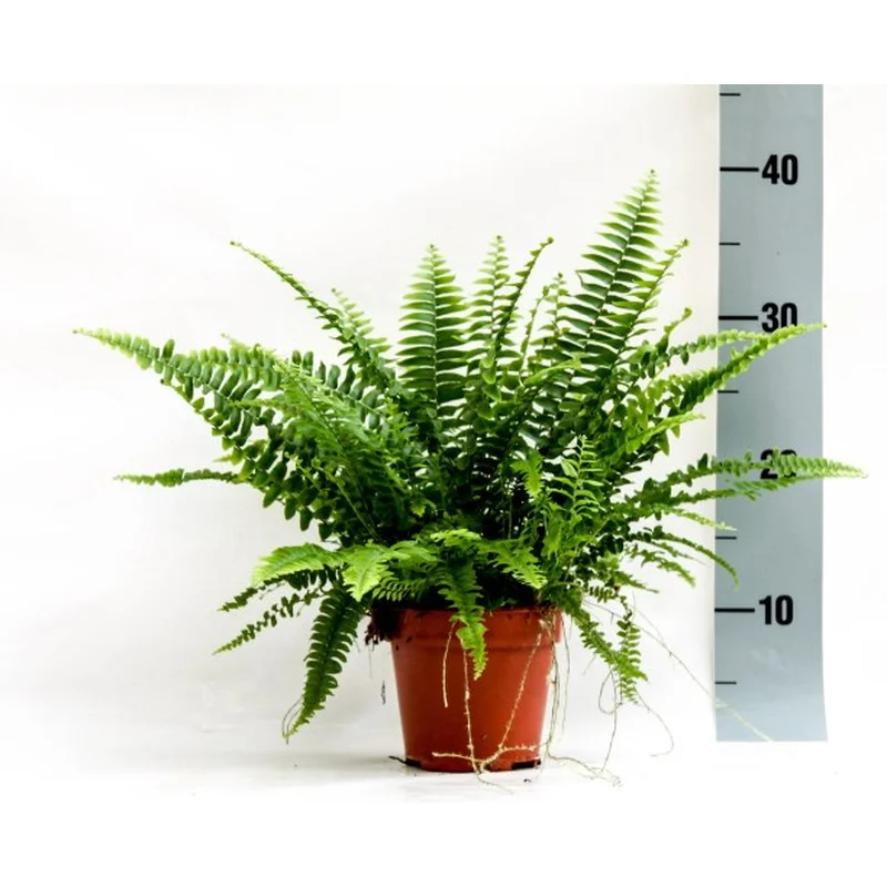 Nephrolepis exal. Green LadyP12