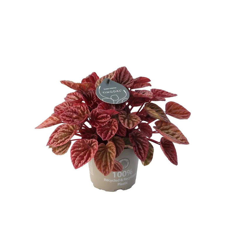 Peperomia cap. QuitoP12