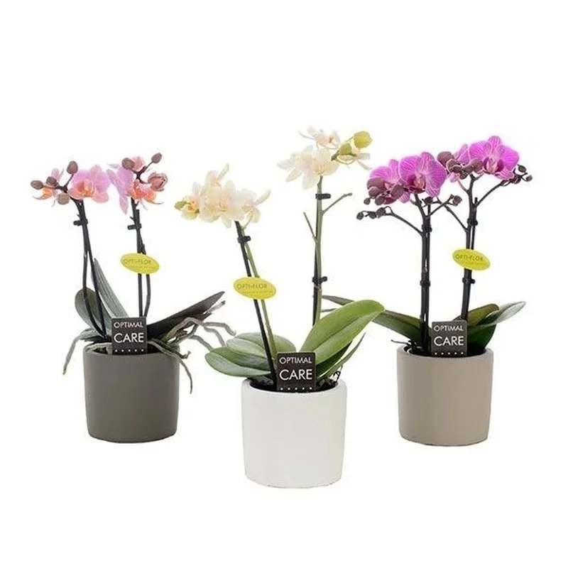 Phalaenopsis miniflora mixP7, 2 stem, ceramic pot