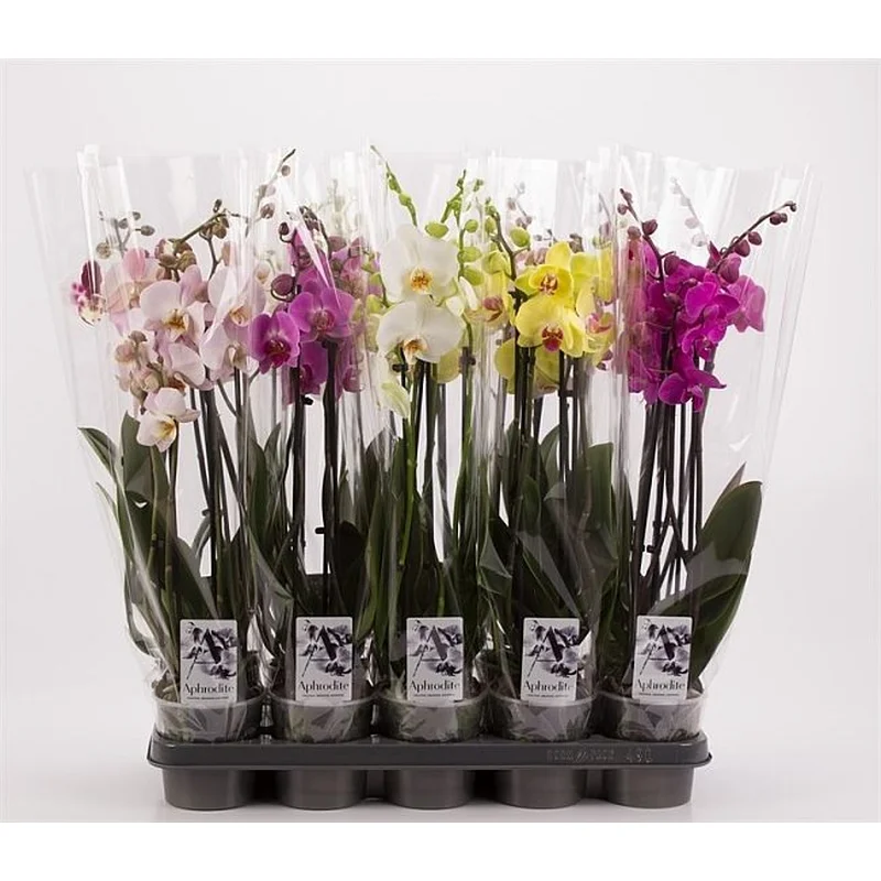 Phalaenopsis mixP12 – 4 stem