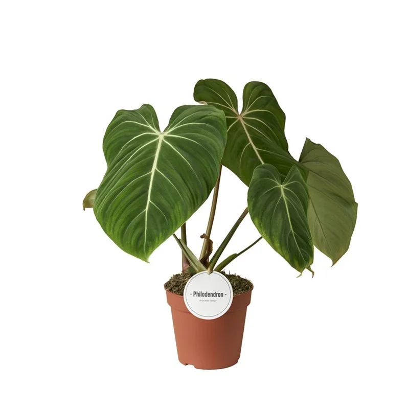 Philodendron gloriosumP15