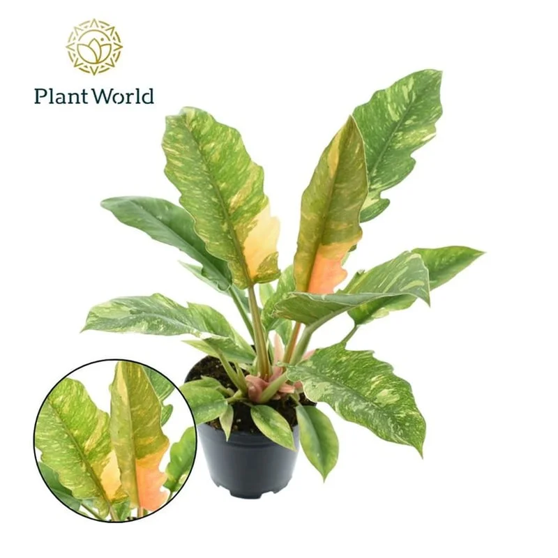 Philodendron Ring of FireP14