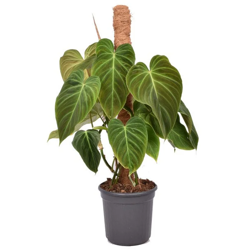 Philodendron SplendidP16mosspole