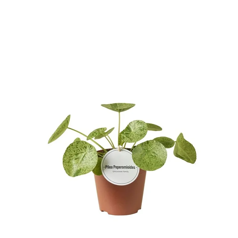 Pilea MojitoP13