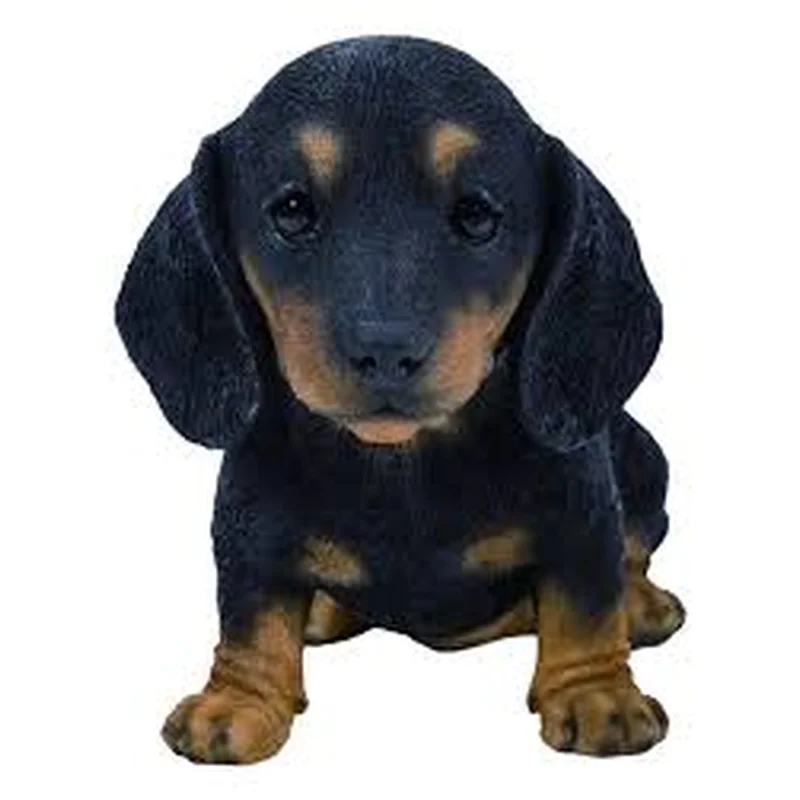 PP Black/Brown Dachshund Puppy F