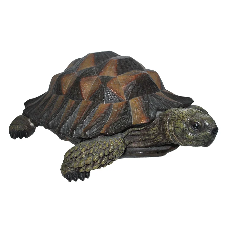 RL Hermann Tortoise B
