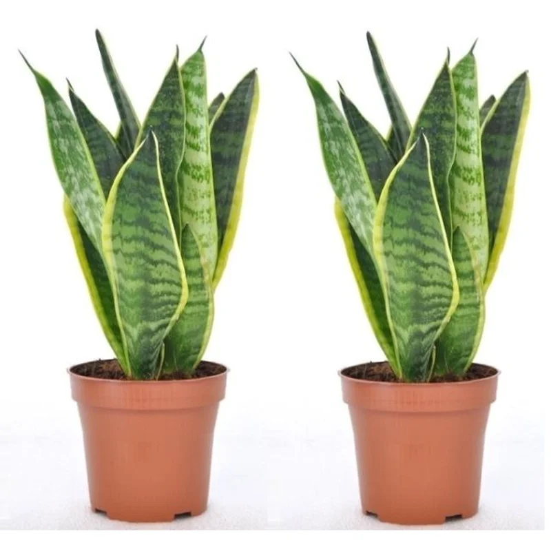 Sansevieria trif. Futura SuperbaP12