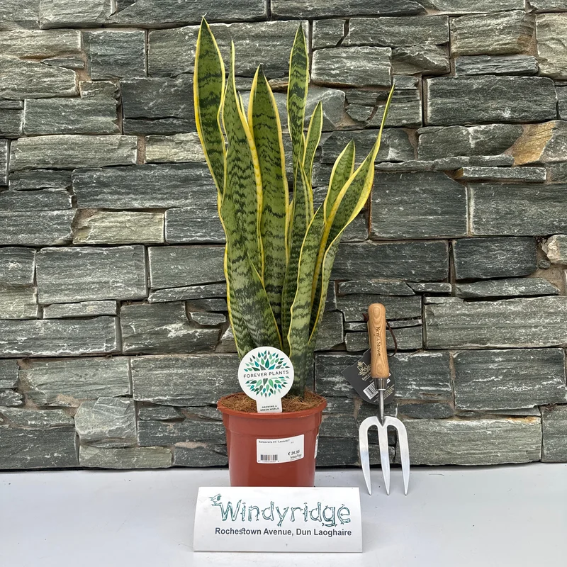 Sansevieria trif. Laurentii P17