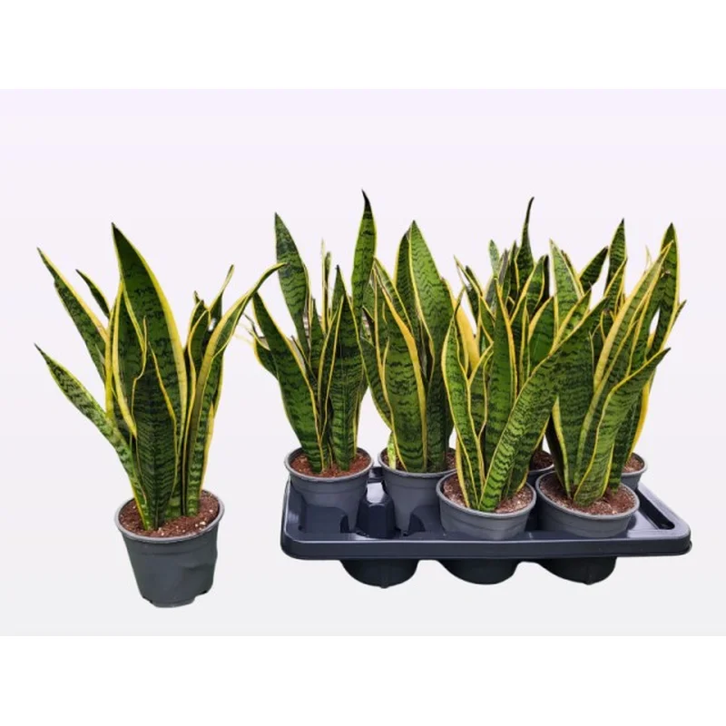 Sansevieria trif. LaurentiiP14