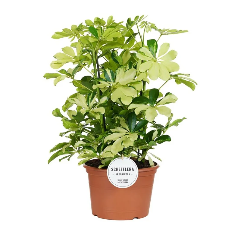 Schefflera arb. MelanieP21