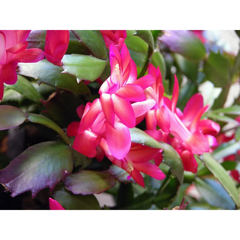 Schlumbergera mix